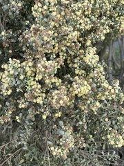 Baccharis pilularis consanguinea