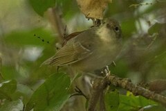 Dysithamnus mentalis