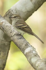 Cnemotriccus fuscatus