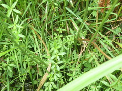 Galium palustre