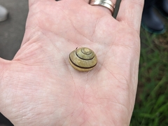 Cepaea nemoralis