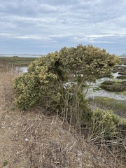 Baccharis pilularis consanguinea
