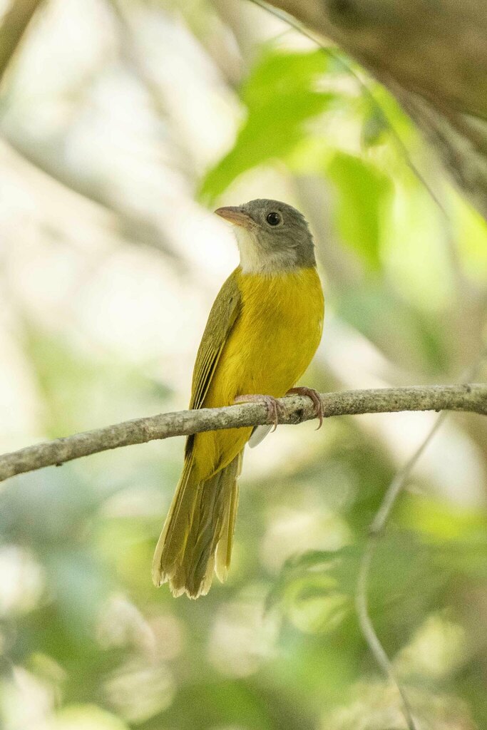 Tangara Cabecigrís, Eucometis penicillata