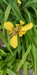 Trimezia steyermarkii