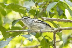 Herpsilochmus longirostris