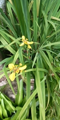 Trimezia steyermarkii