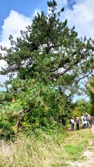 Pinus nigra