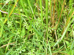 Galium palustre
