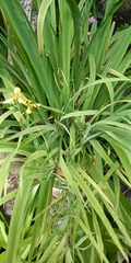Trimezia steyermarkii