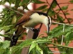 Campylorhynchus chiapensis
