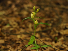 Cephalanthera damasonium