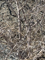 Psorothamnus schottii