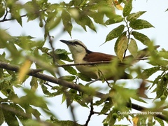 Campylorhynchus chiapensis