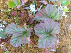Rubus chamaemorus