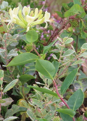 Lonicera periclymenum