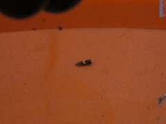 Dichrorampha bittana