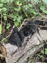 Jackrogersella multiformis