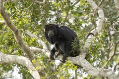 Alouatta caraya