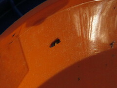 Dichrorampha bittana