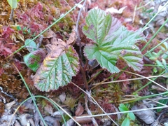 Rubus chamaemorus