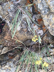 Bupleurum multinerve