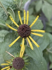 Rudbeckia