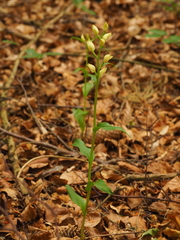 Cephalanthera damasonium