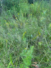 Solidago uliginosa