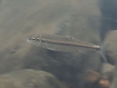 Semotilus corporalis