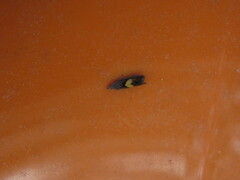 Dichrorampha bittana