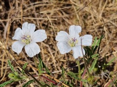 Monsonia