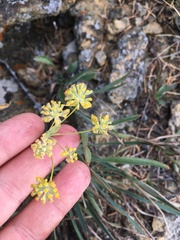 Bupleurum multinerve