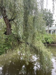 Salix babylonica