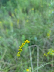 Solidago uliginosa