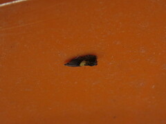 Dichrorampha bittana