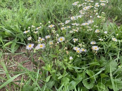 Erigeron annuus