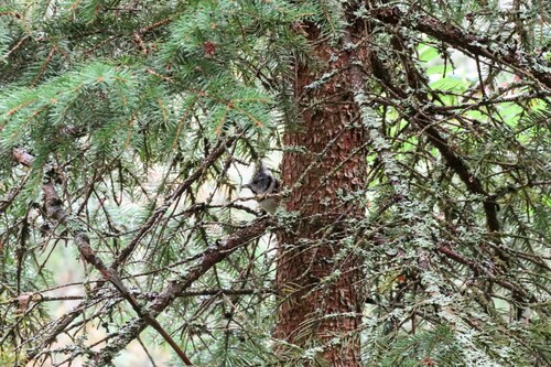 sýkorka chochlatá (Lophophanes cristatus)