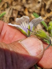 Monsonia