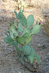 Opuntia