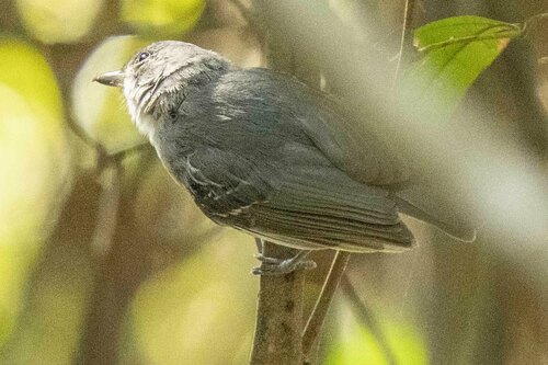 Mato Grosso Antbird