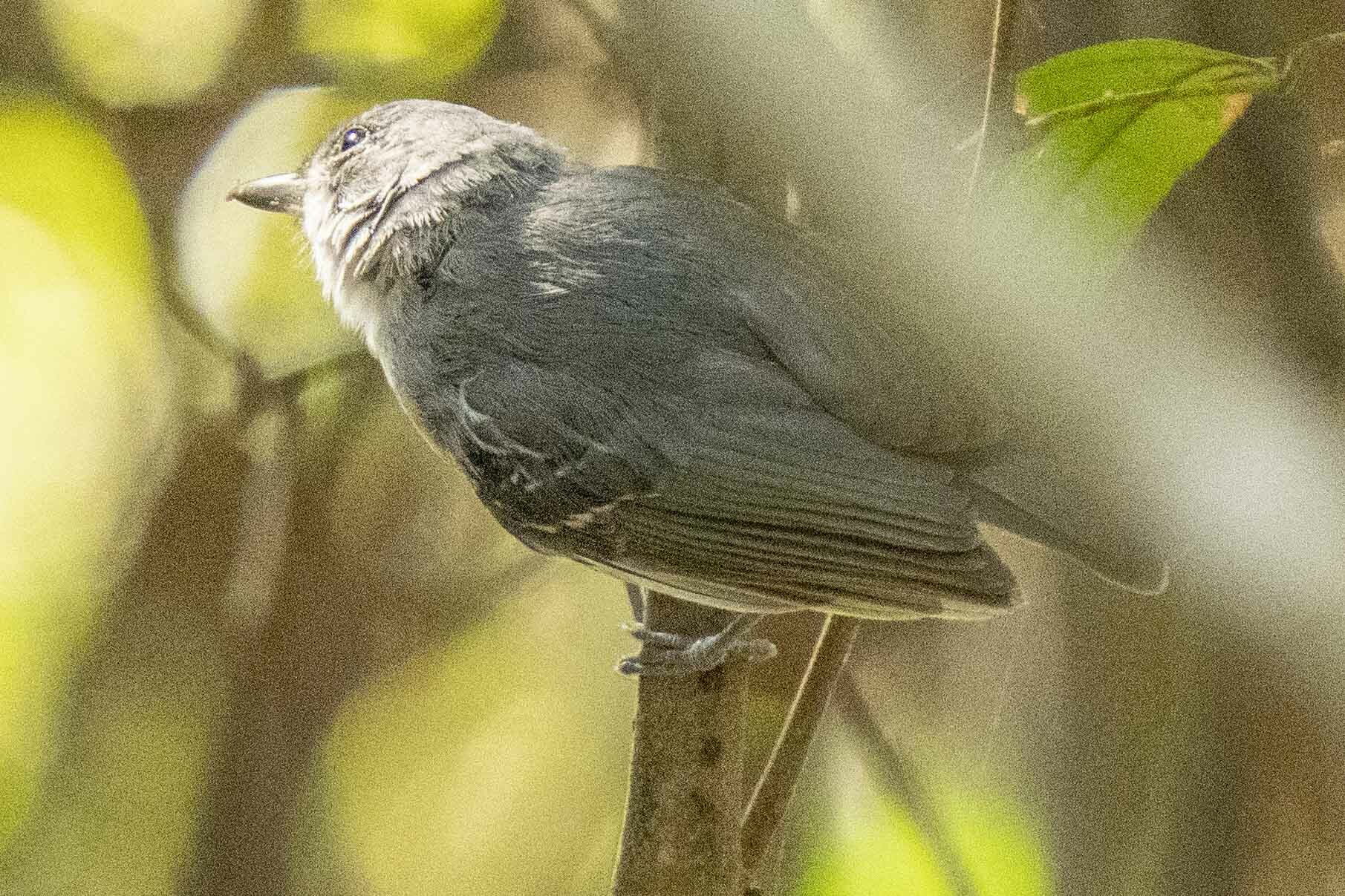 Mato Grosso Antbird (Cercomacra melanaria), photo 8