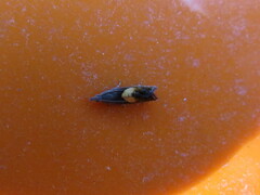 Dichrorampha bittana