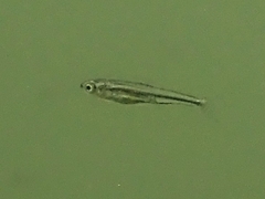 Leuciscidae