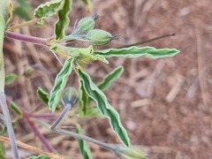 Monsonia