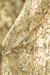 Tropidurus