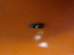 Dichrorampha bittana