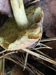 Leccinum scabrum