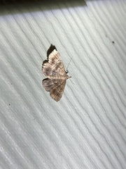 Phalaenostola larentioides