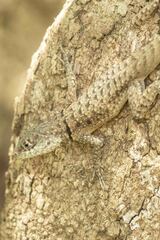 Tropidurus