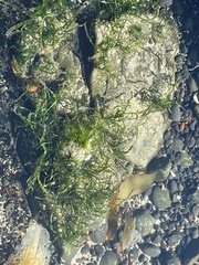 Ulva intestinalis